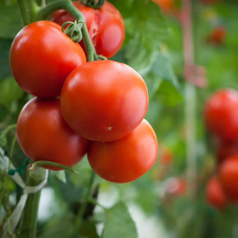 Tomato Plant - Edible Garden - Home Garden
