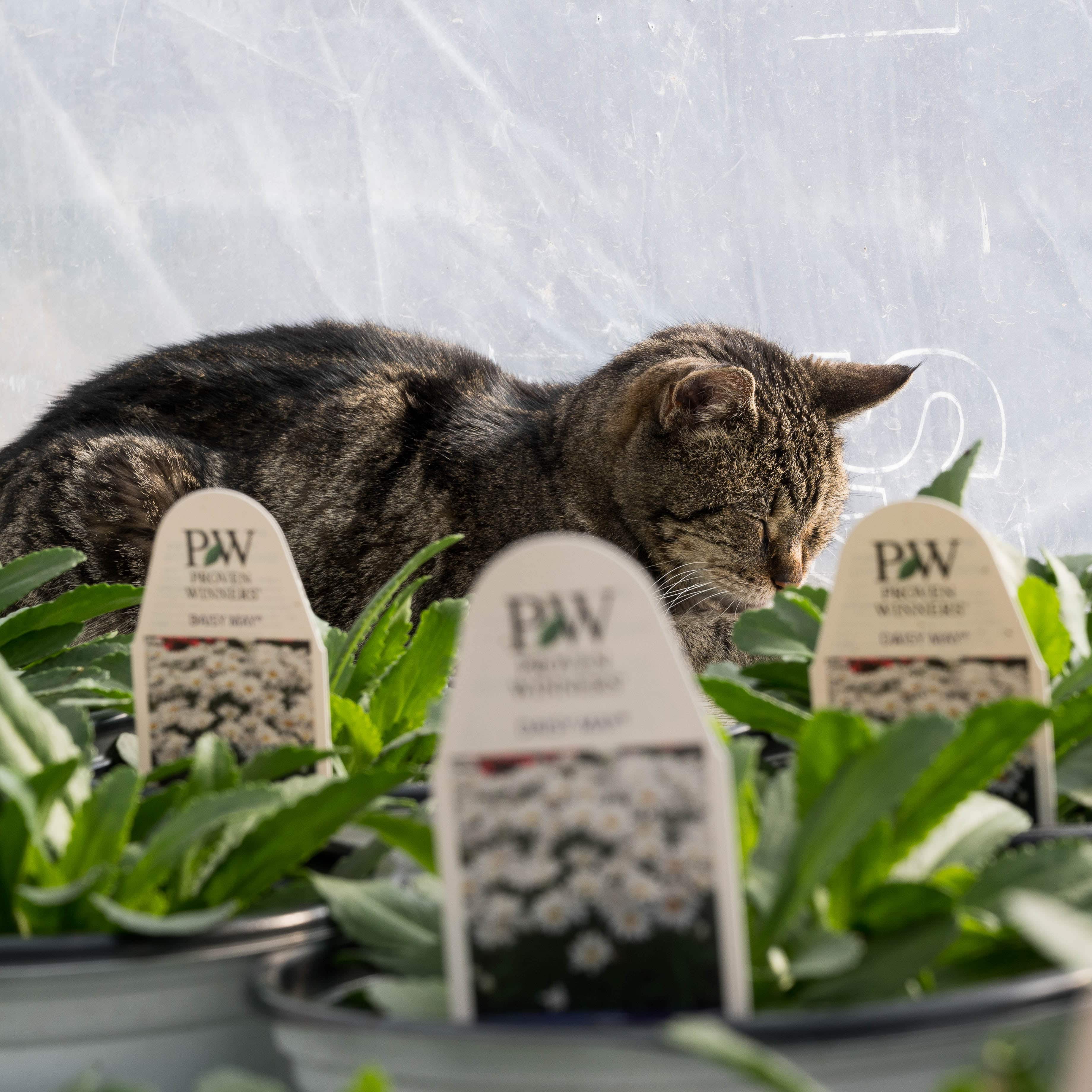 About Us | Country Gardens Nursery