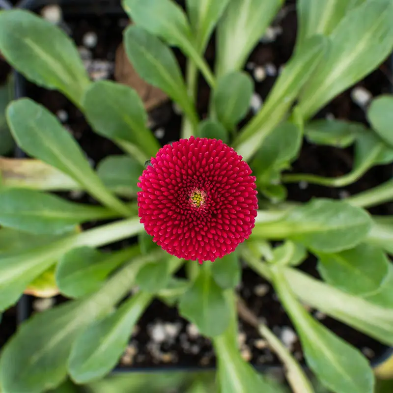 Flowers & Plants