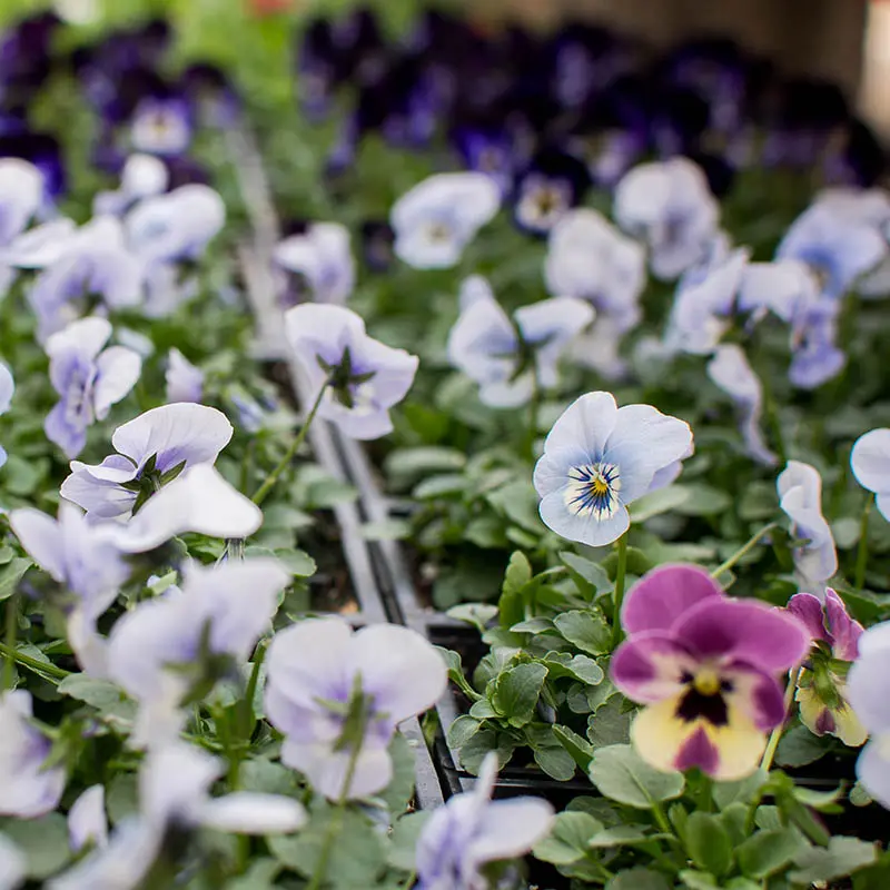 Annuals & Perennials