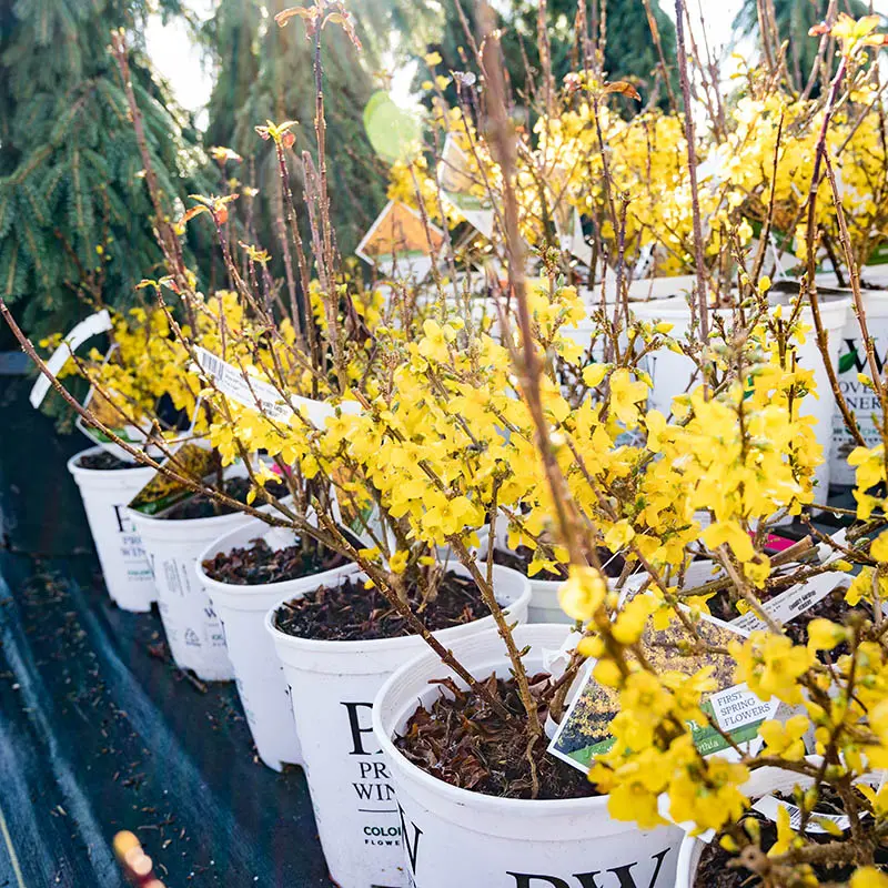 Trees & Shrubs