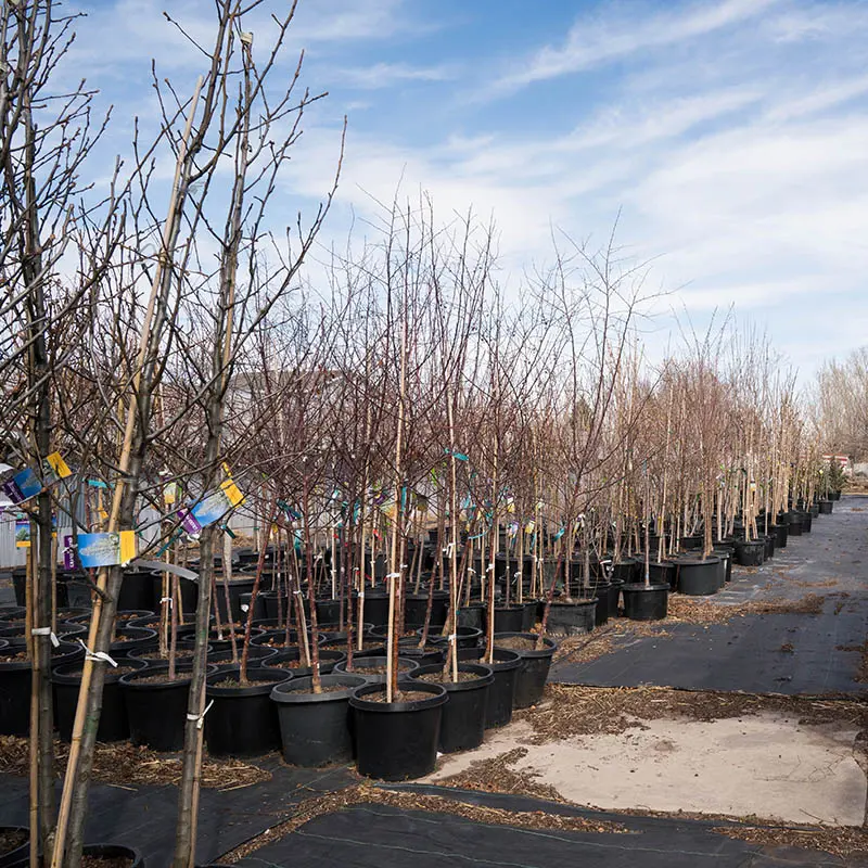 Trees & Shrubs