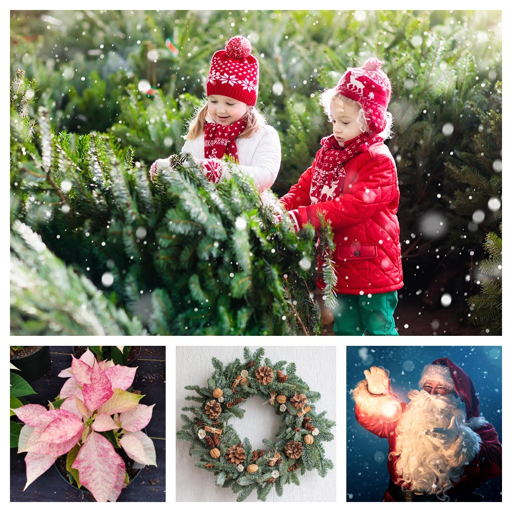 Christmas Trees, Wreaths, & Poinsettias