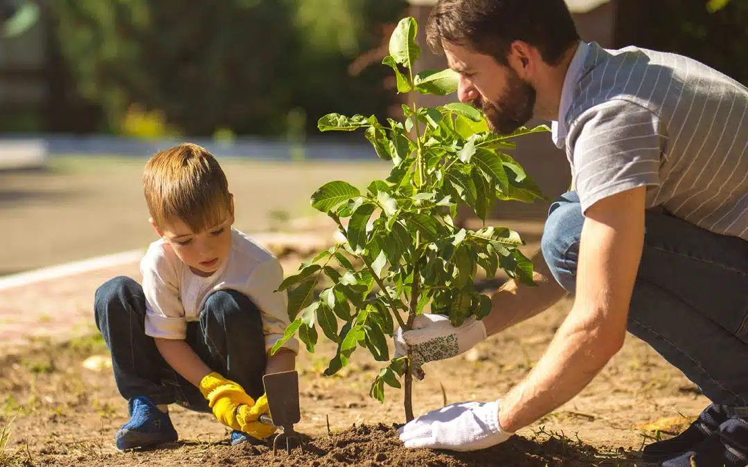 Tree, Shrubs, & Perennials Planting Instructions