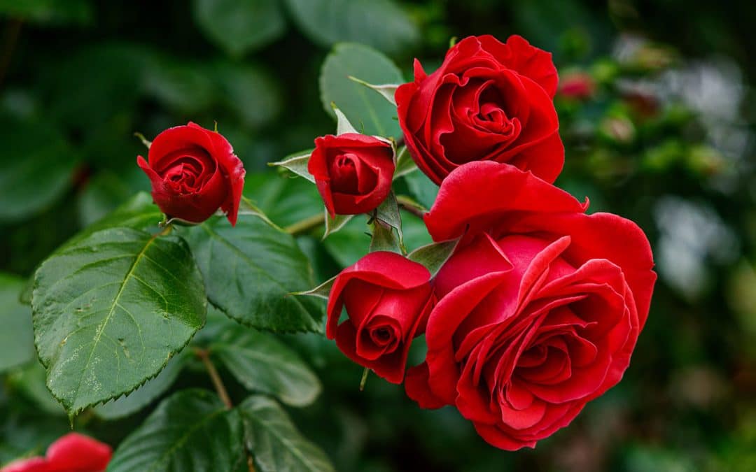 Celebrate June National Rose Month