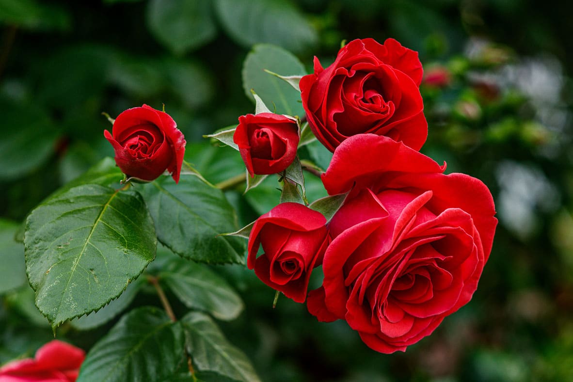 Celebrate June National Rose Month